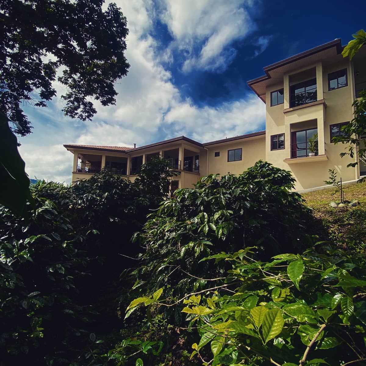Inn The Coffeepot rising above its coffee plants